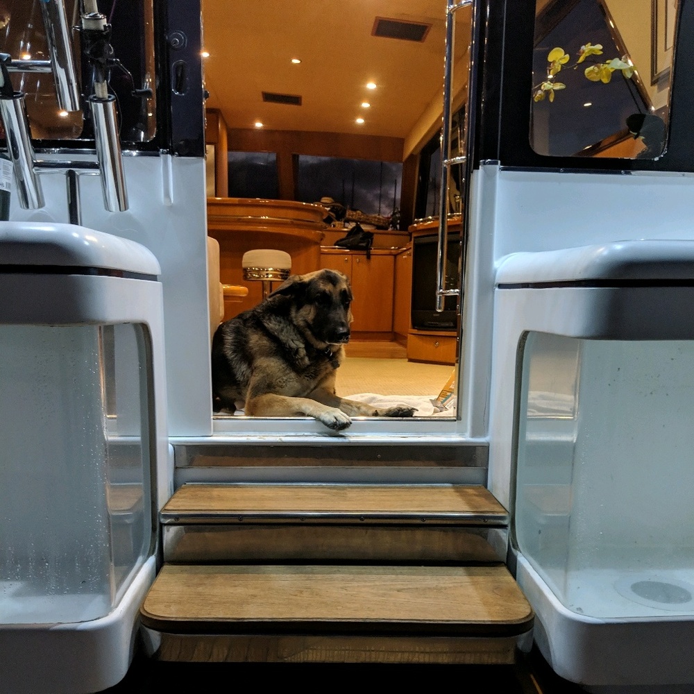 Meet your Posher, Ryder